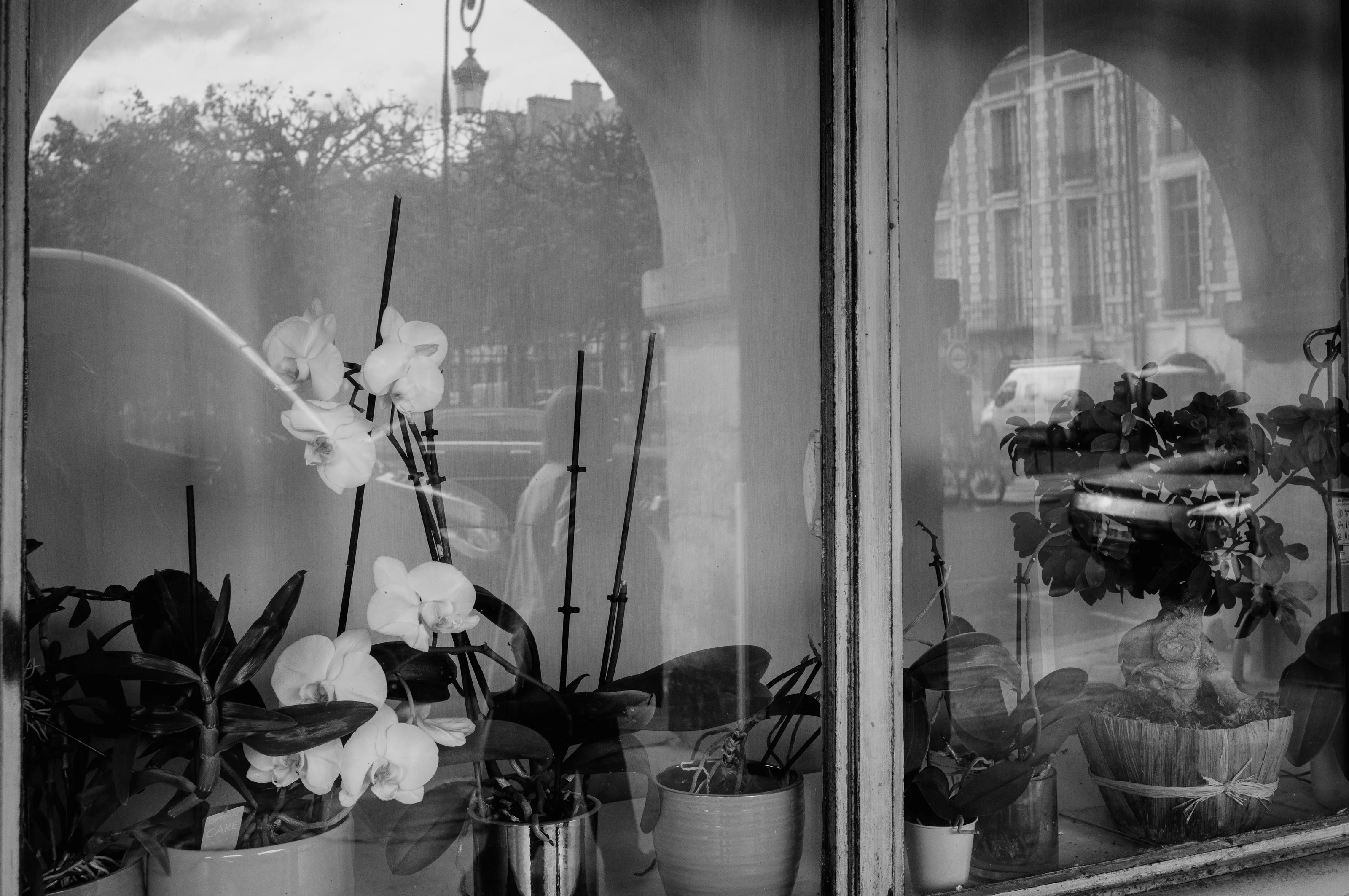 A black and white photo of orchids and a bonsai tree displayed in a window with reflections of the street outside.