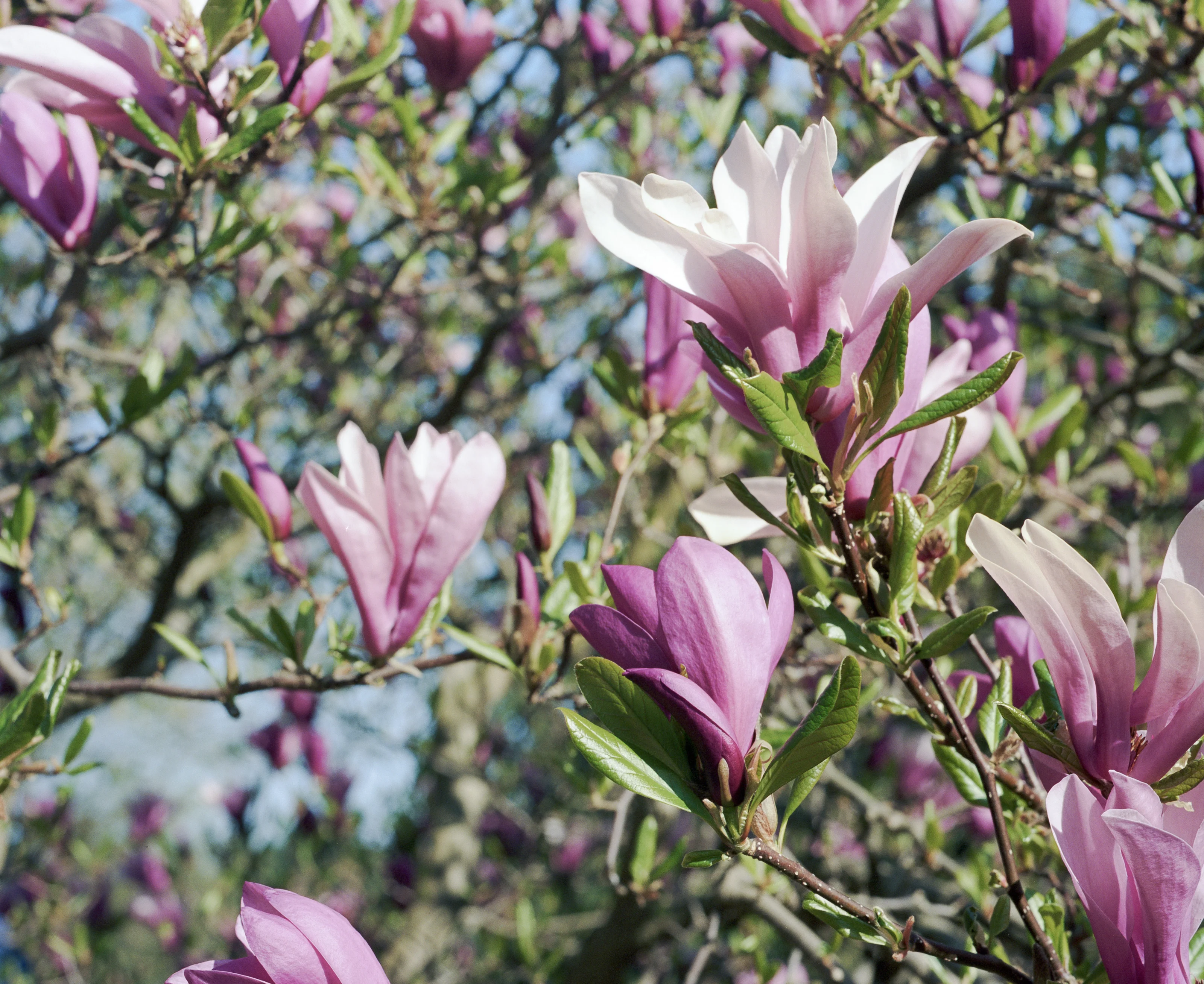Close-up of blooming pink magnolia flowers on branches.
