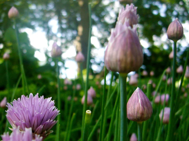 Close-up of blooming chives with blurred greenery in the background.