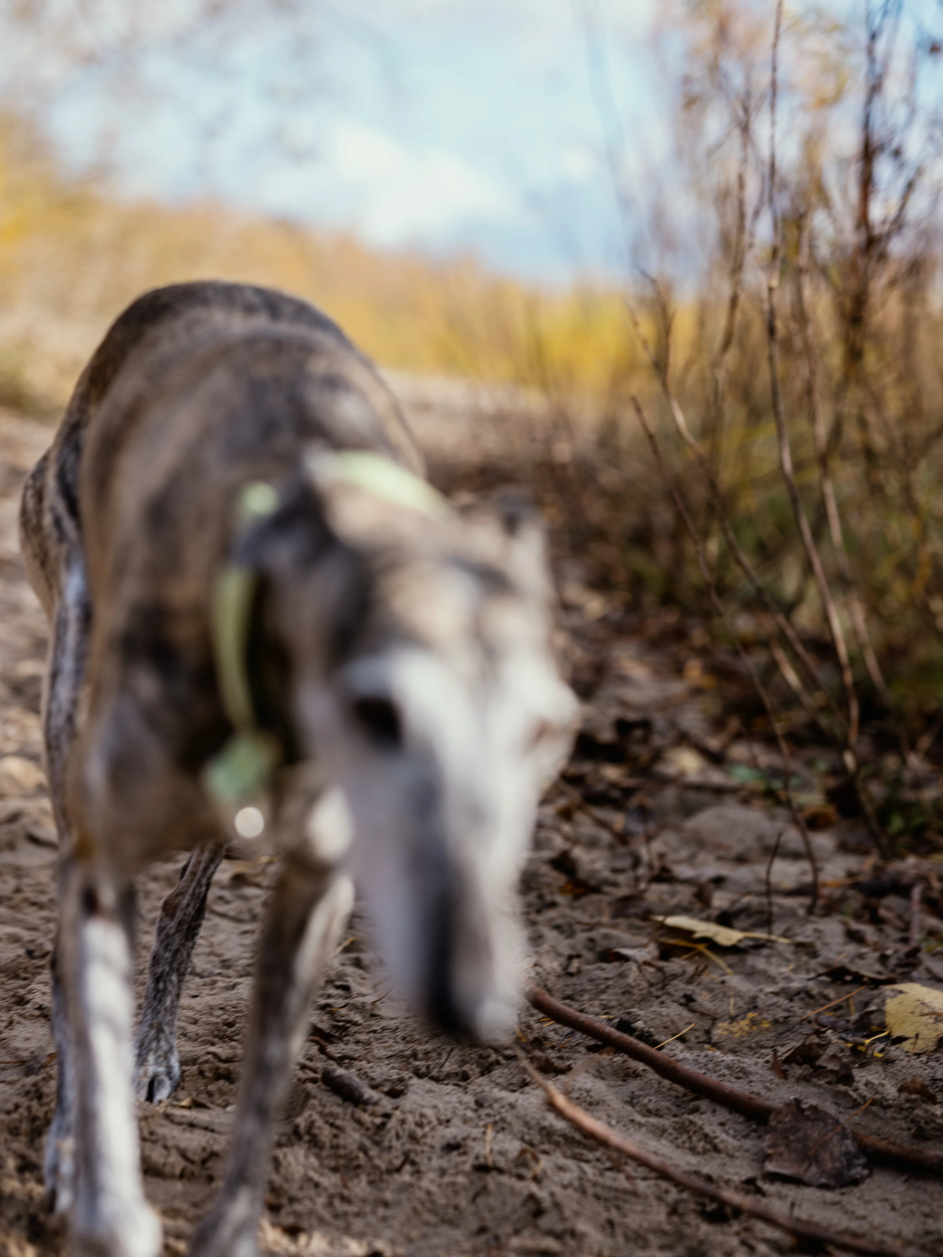 A blurred close-up of a dog walking on a sandy path with foliage in the background.