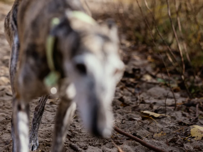 A blurred close-up of a dog walking on a sandy path with foliage in the background.