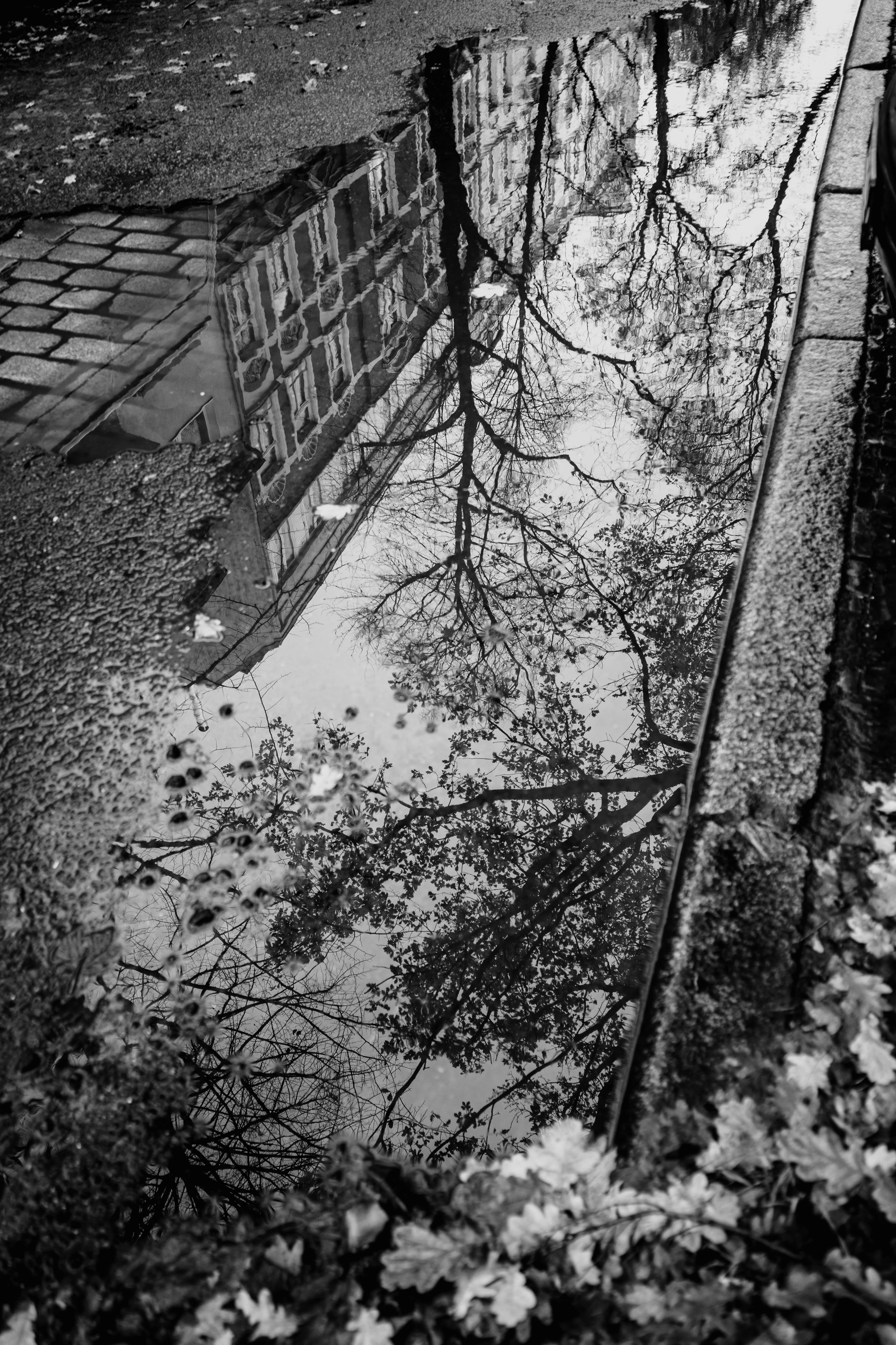 Reflection of trees and a building in a water puddle on a cobblestone street.