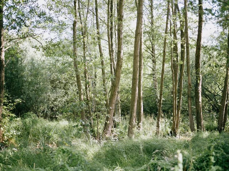 A serene forest scene with tall trees and lush green undergrowth.