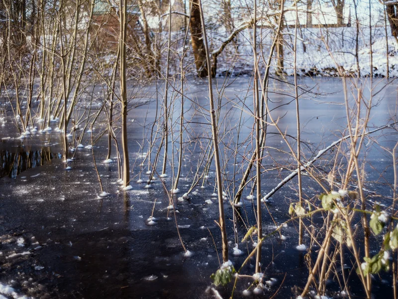 Thin trees and branches emerging from a frozen, snowy pond.
