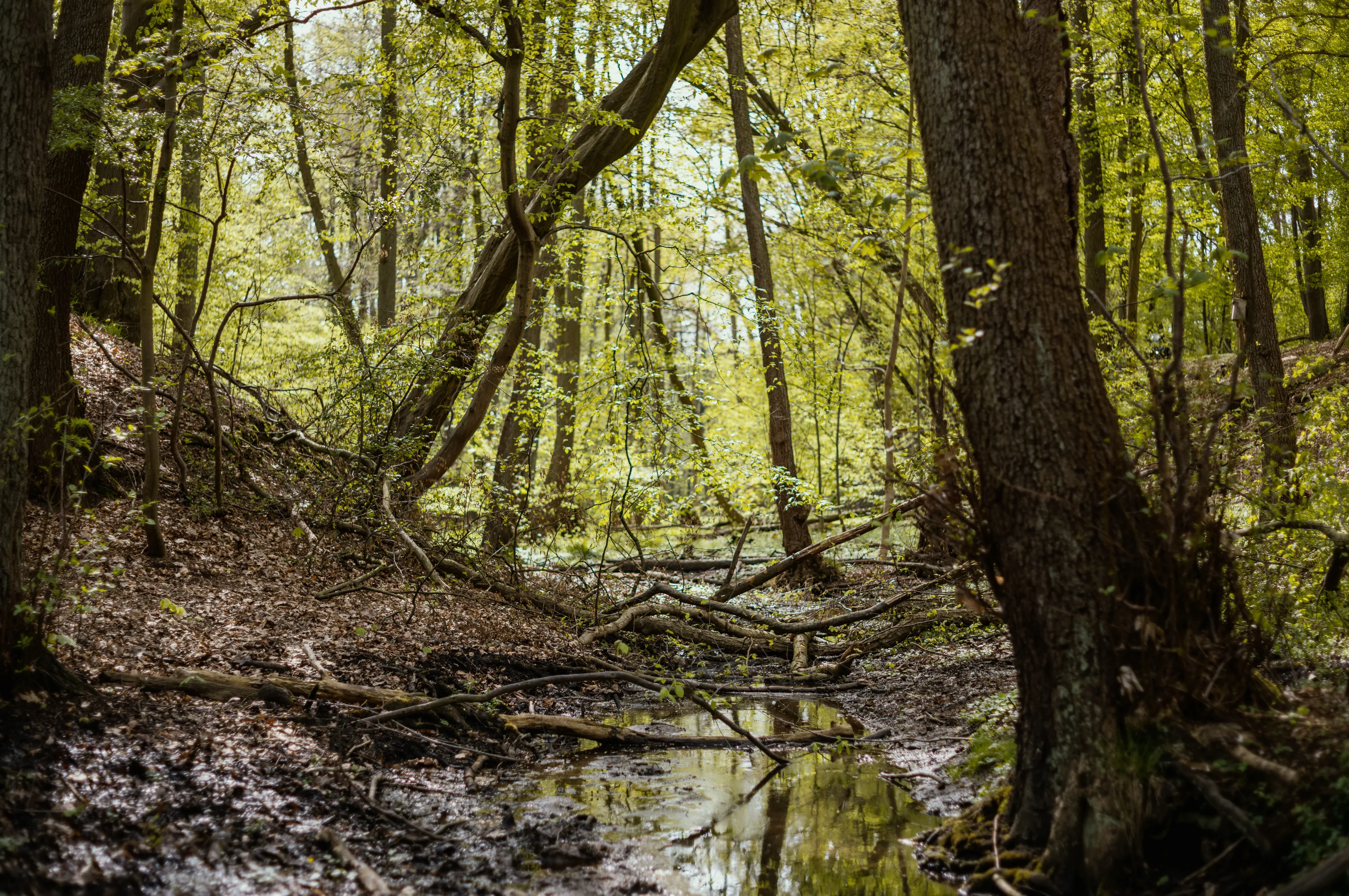 A forest scene with a small stream running through fallen branches and lush greenery.