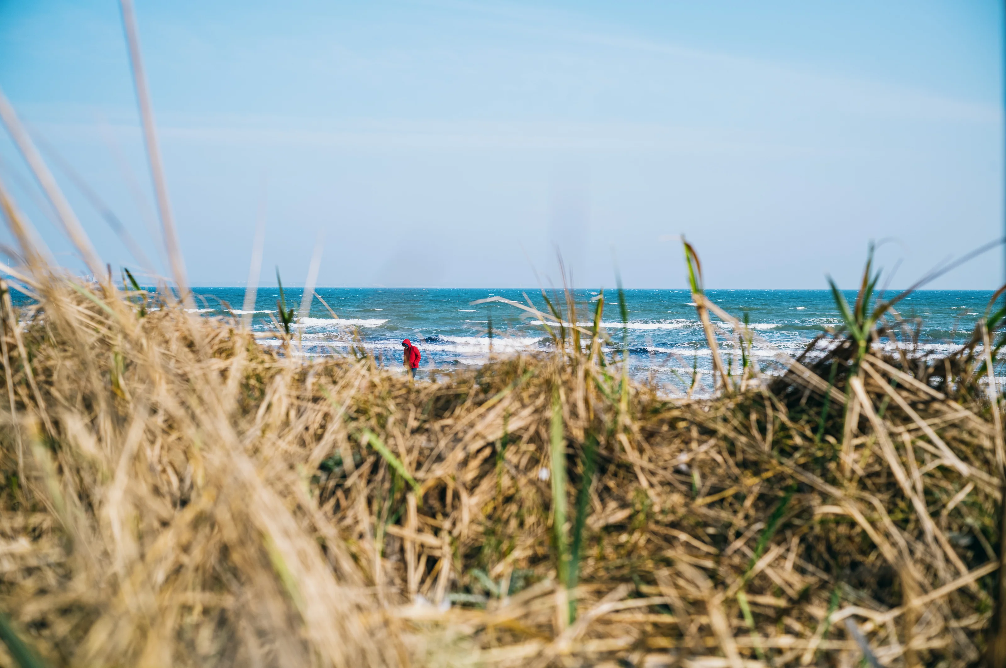 Person in red jacket walking along a beach with a foreground of tall grass.