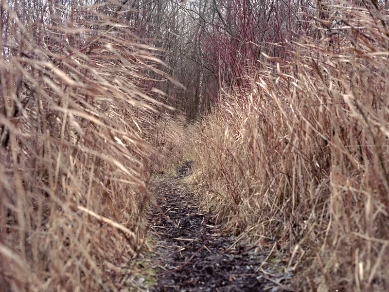 A narrow path lined with tall dry grass and bare trees on either side.