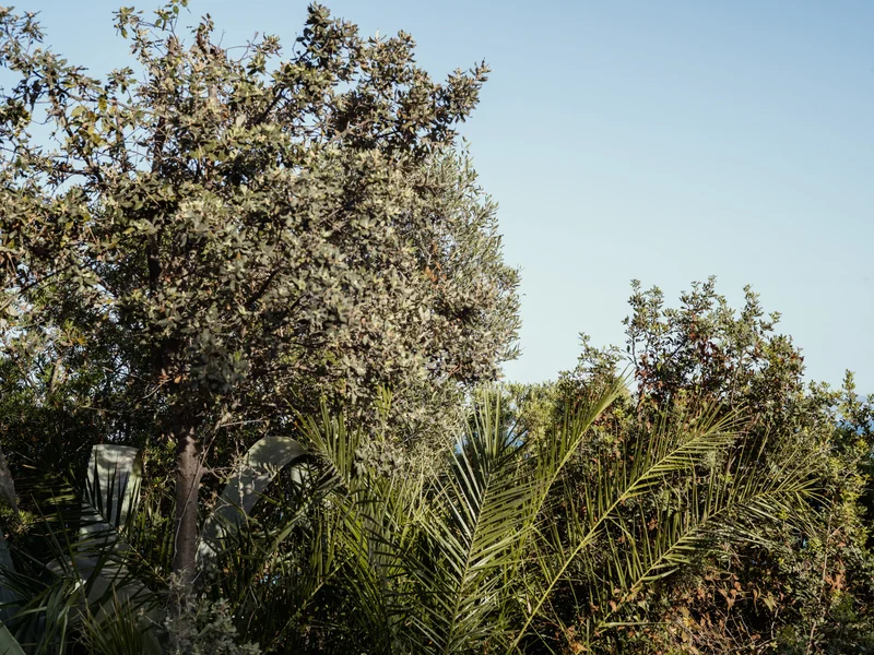 Dense foliage with varied trees and palm fronds under a clear blue sky.