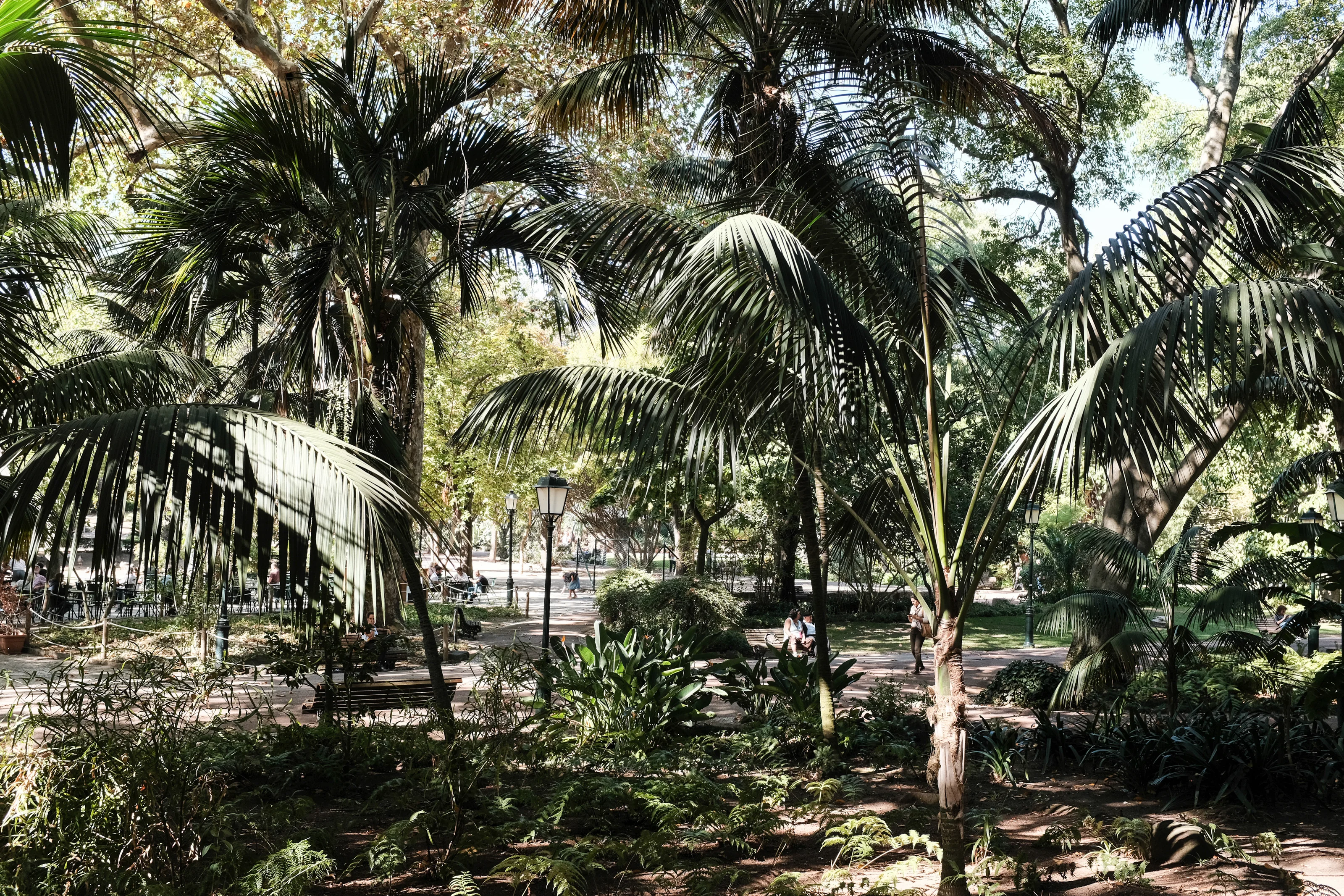A lush green park with tall palm trees and people walking on a sunlit path.