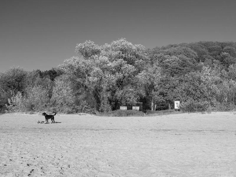 A dog standing on a sandy beach in front of dense foliage.
