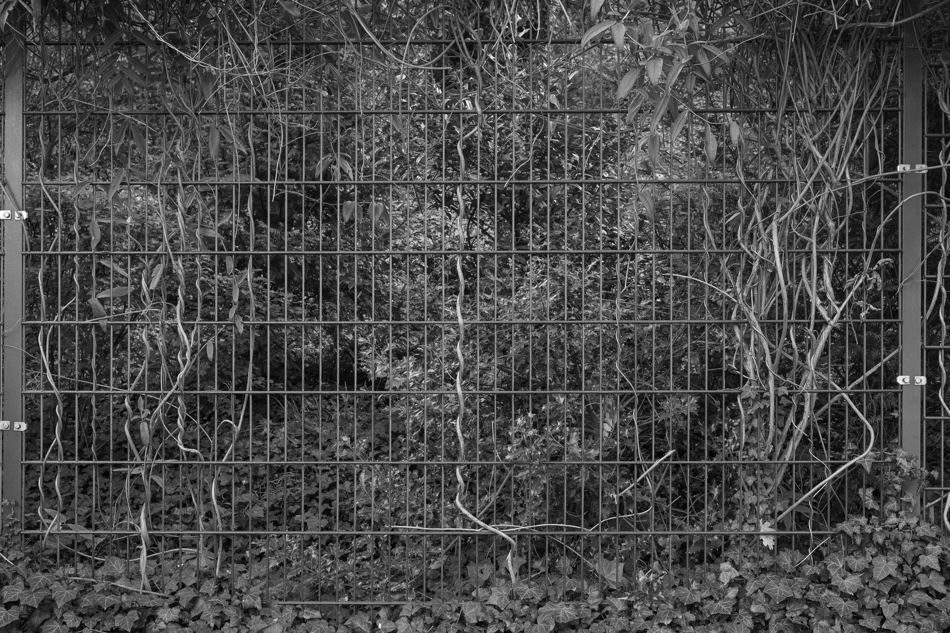 Metal fence with intertwined vines and dense foliage behind it.