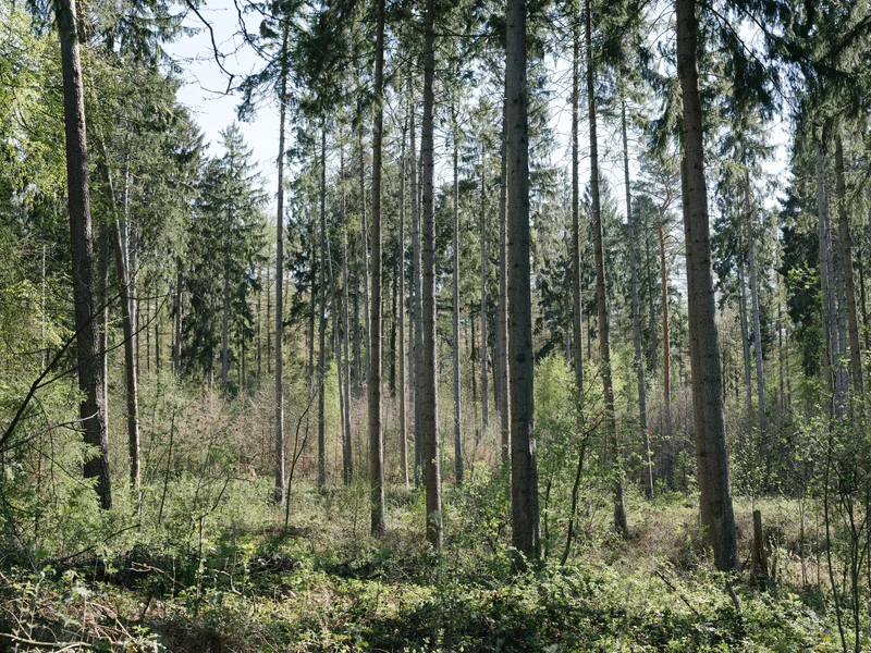 A dense forest with tall trees extending into the sky.