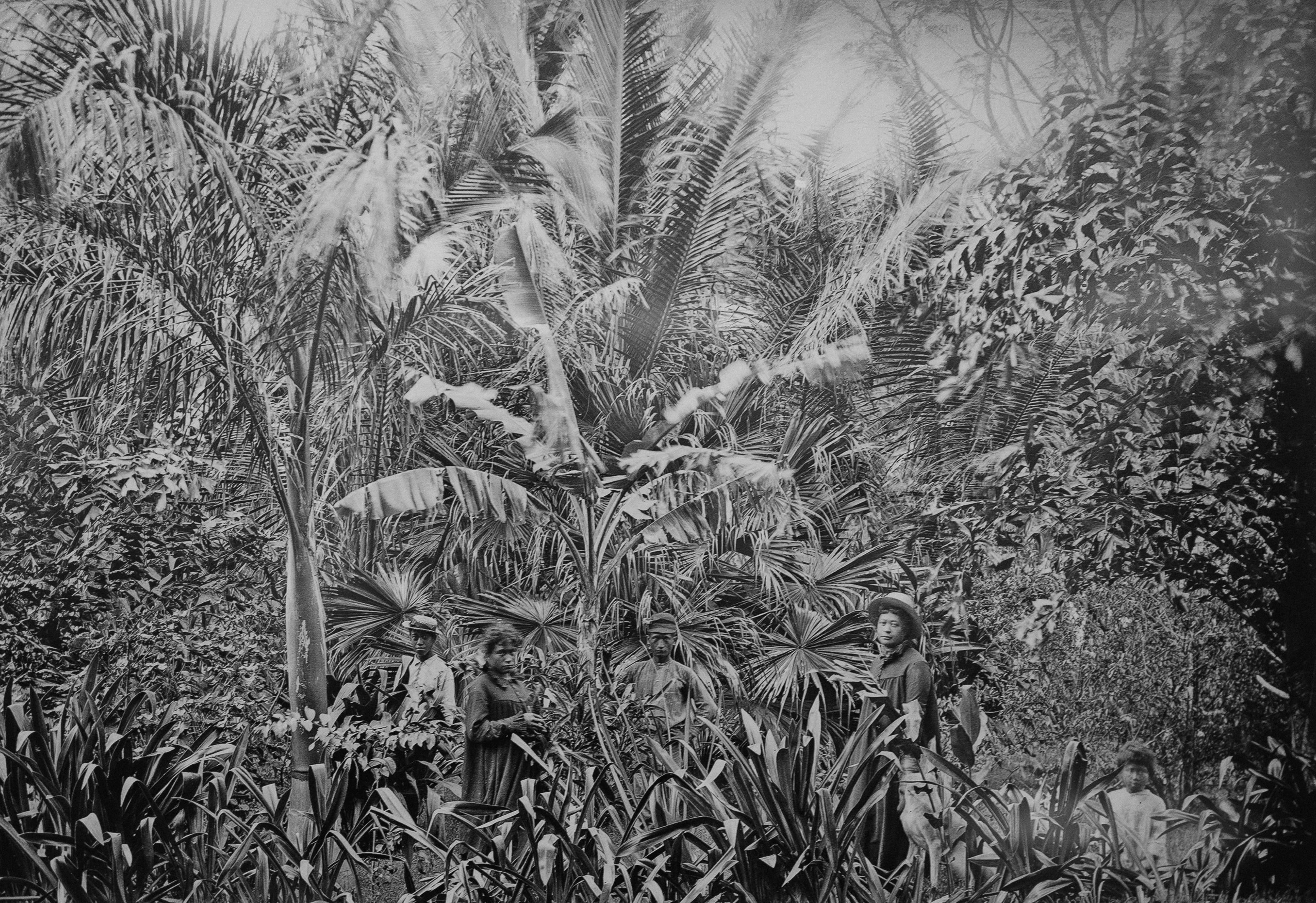 Four individuals stand among lush tropical vegetation with large palm leaves.