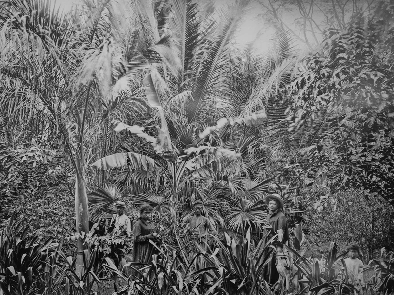 Four individuals stand among lush tropical vegetation with large palm leaves.