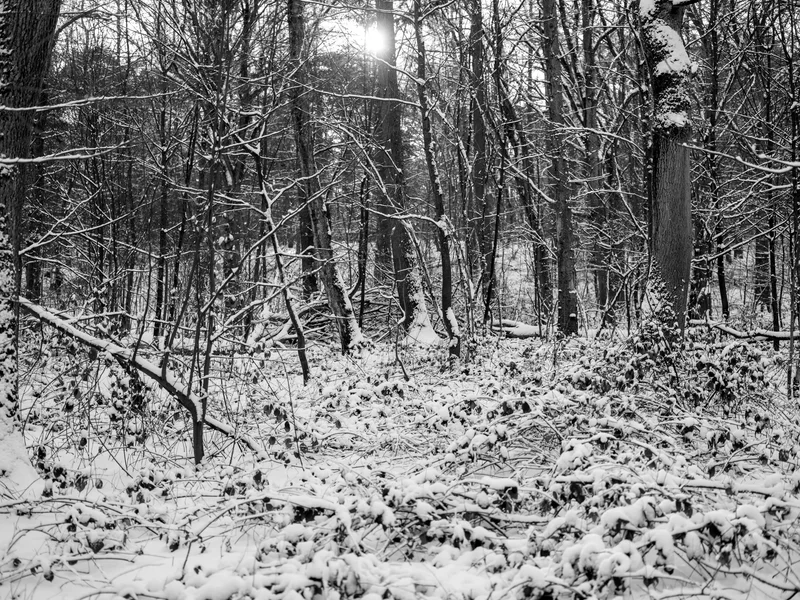 A snowy forest scene with bare trees and sunlight peeking through in the background.