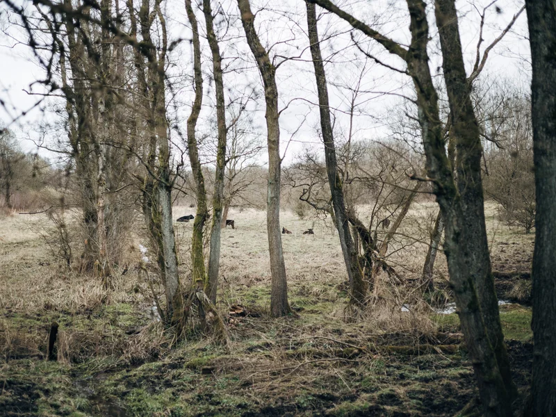 A group of deer grazing in a forest clearing with bare trees and overcast sky.