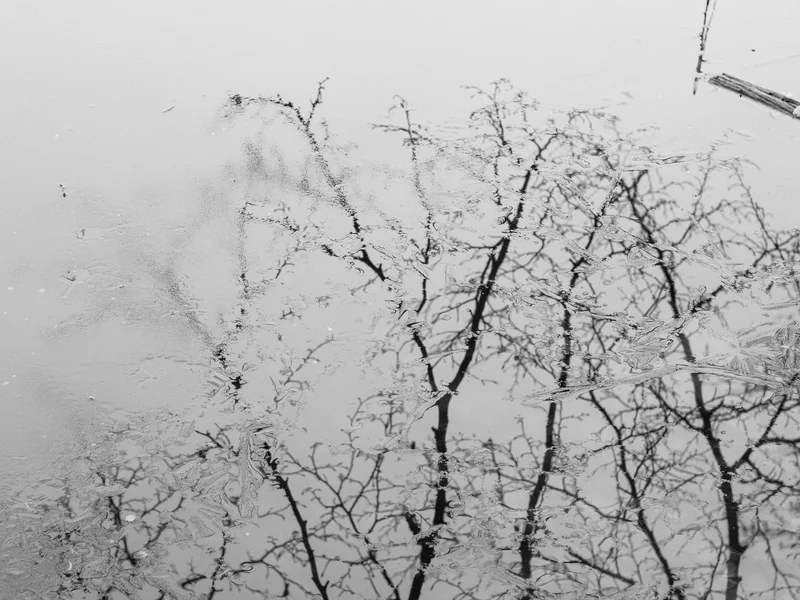 Reflection of trees and branches on an icy water surface.
