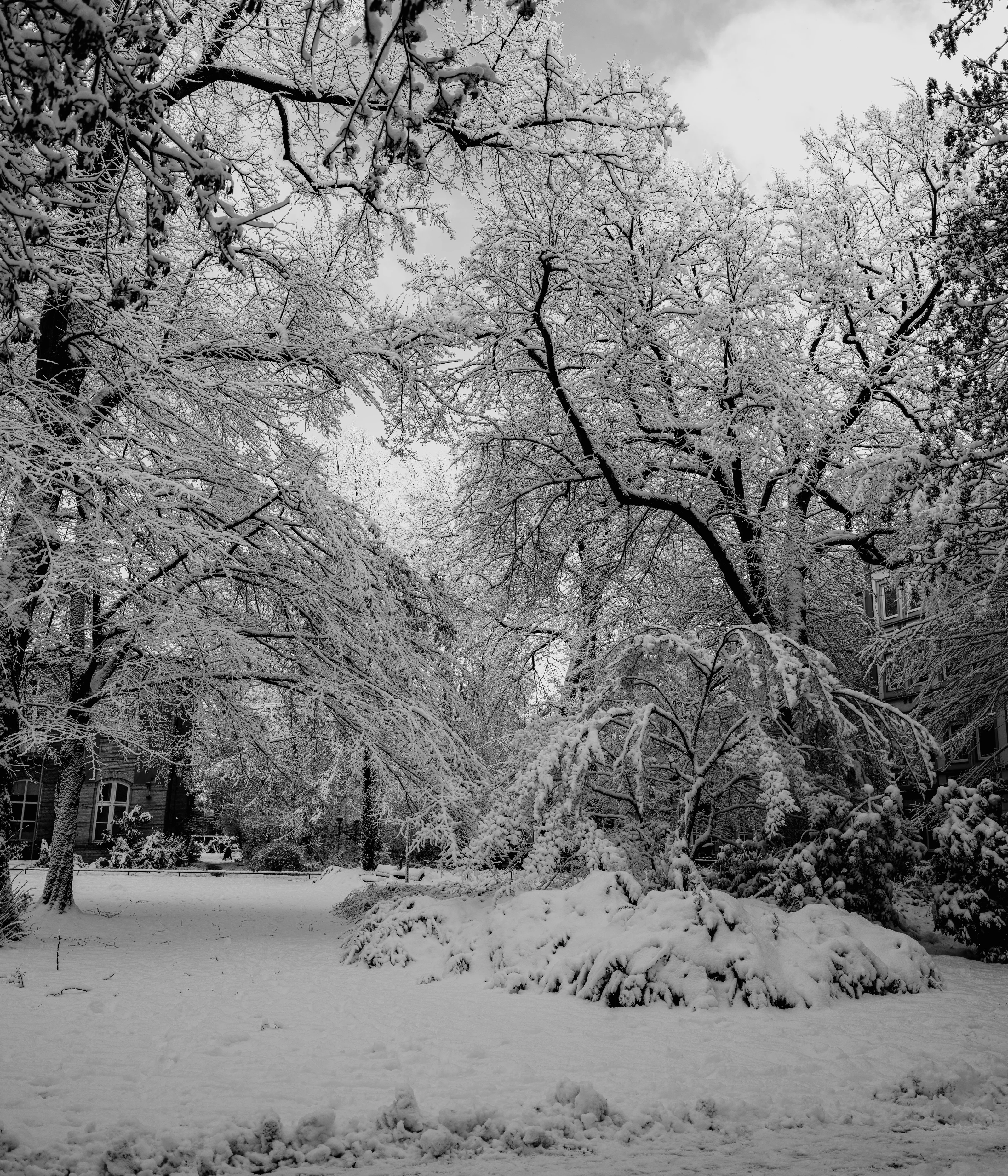 Snow-covered trees in a serene winter landscape.