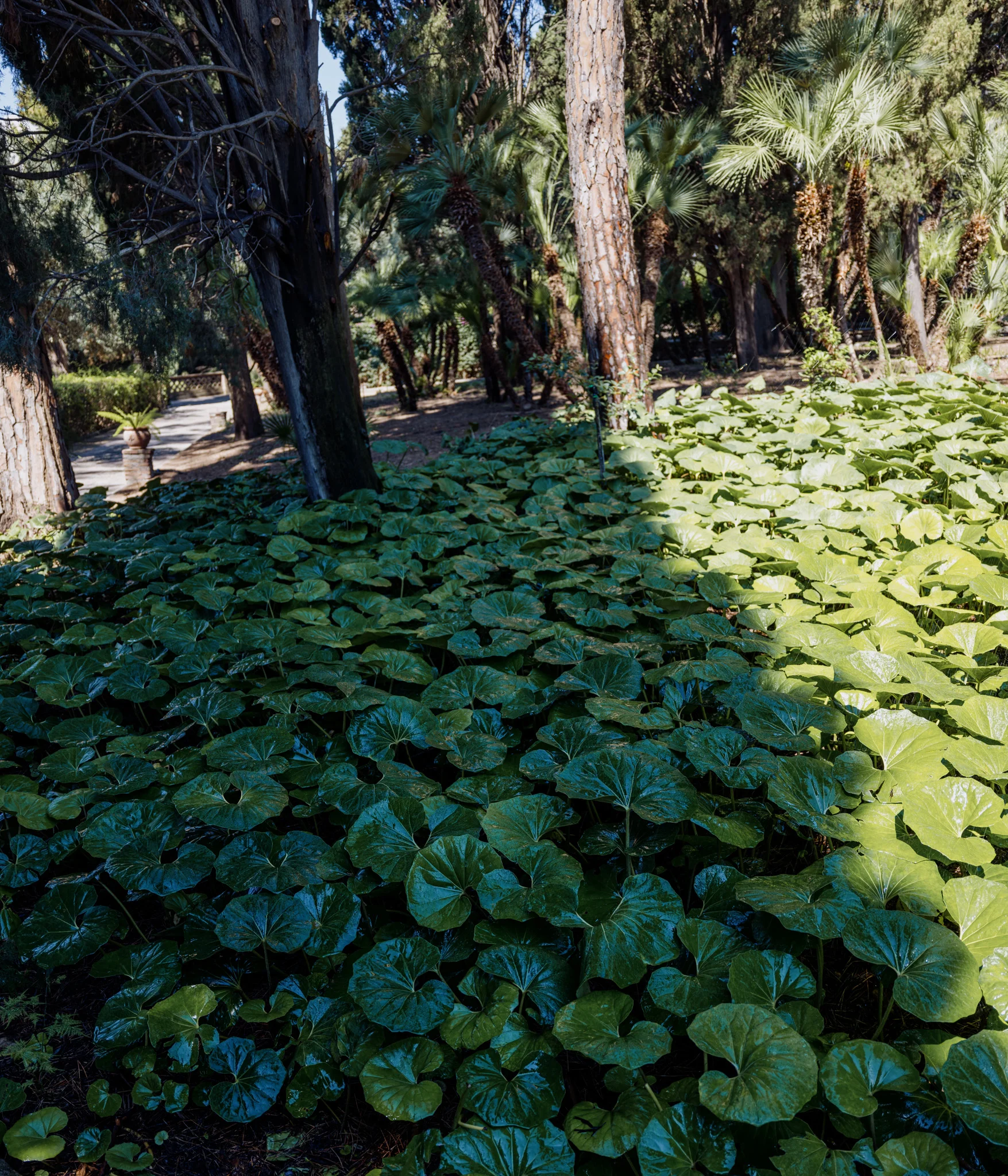 A lush patch of large green leaves under dappled sunlight in a forest with tall trees.