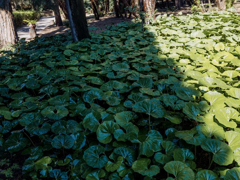 A lush patch of large green leaves under dappled sunlight in a forest with tall trees.