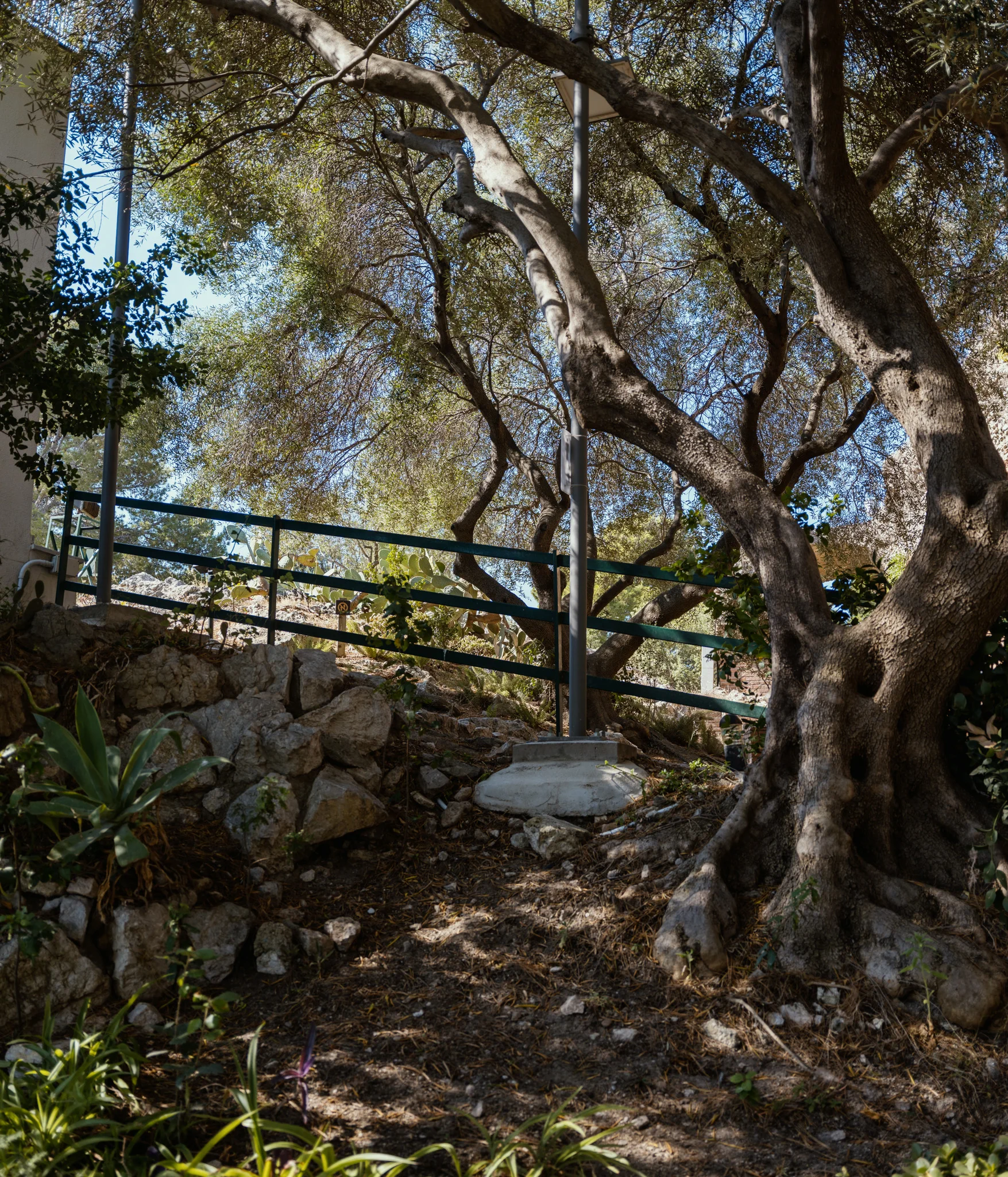 Sunny outdoor scene with large twisting tree trunks and a metal fence.
