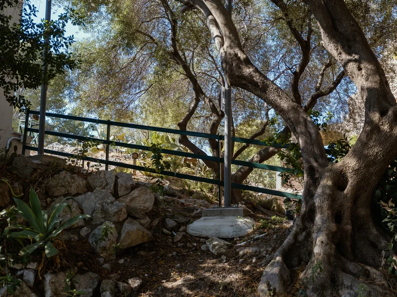 Sunny outdoor scene with large twisting tree trunks and a metal fence.
