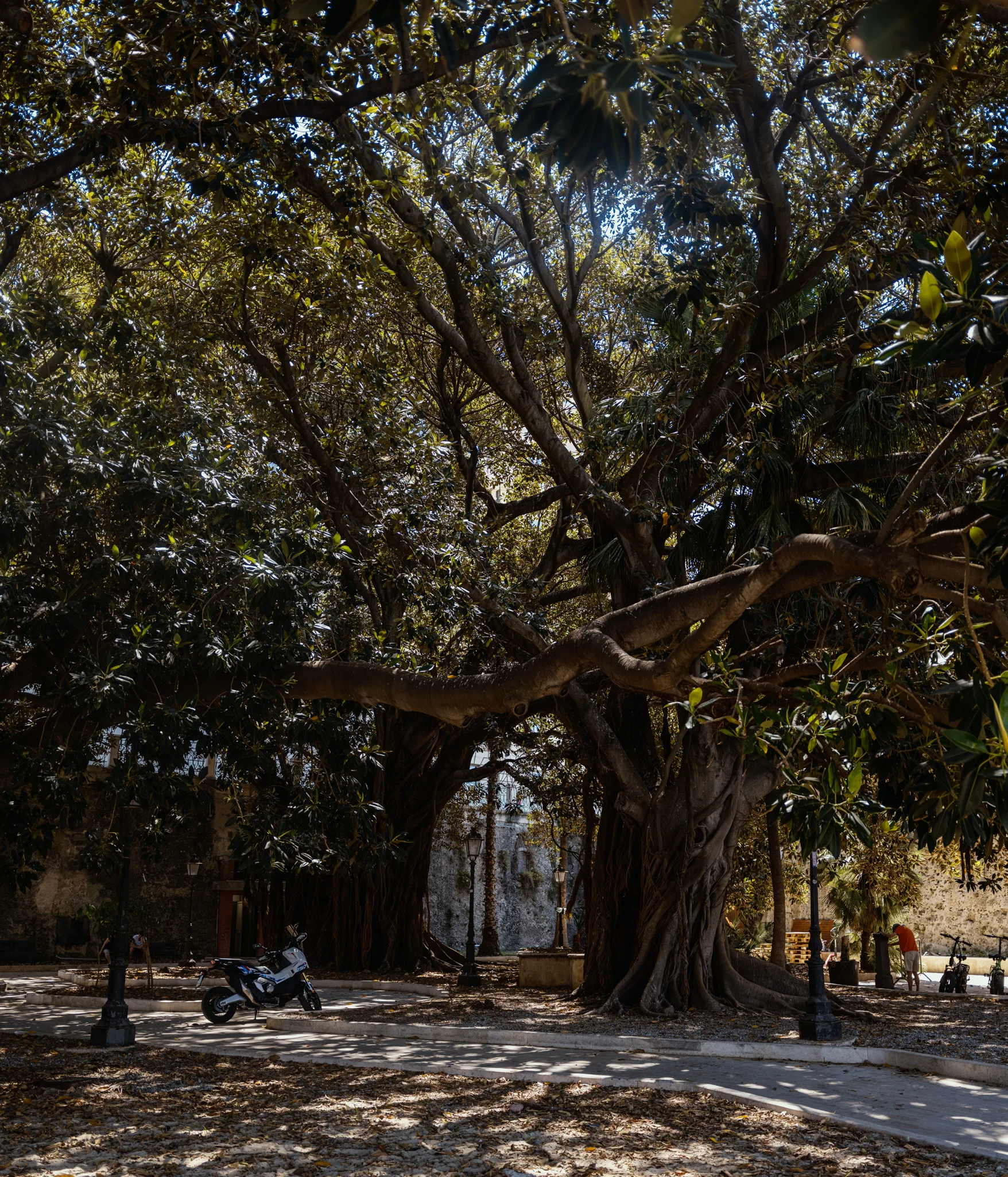 A large tree with sprawling branches shades a motorcycle and a person walking nearby.