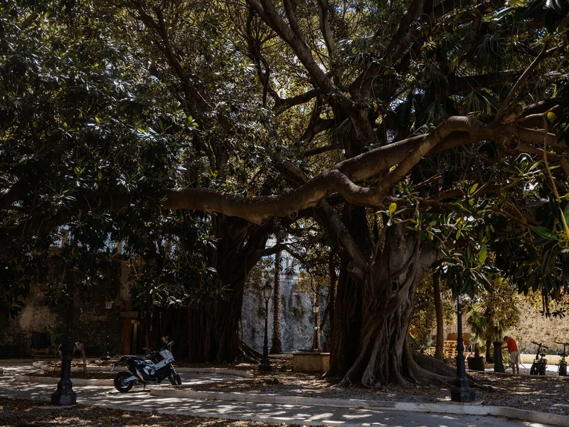 A large tree with sprawling branches shades a motorcycle and a person walking nearby.