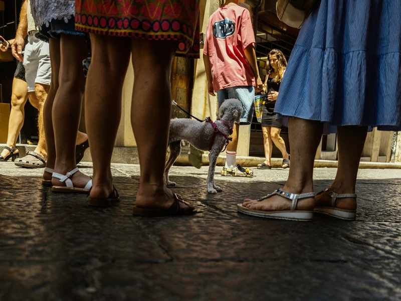 A small dog on a leash surrounded by people's legs on a sunny street.