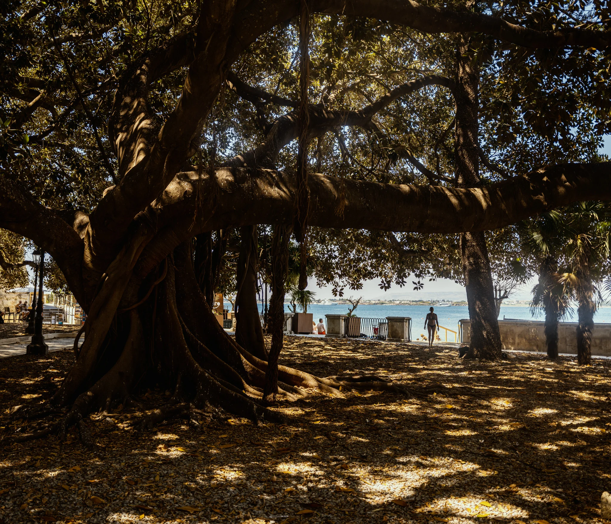 Large tree with sprawling branches casting shadows on a sunny beach promenade.