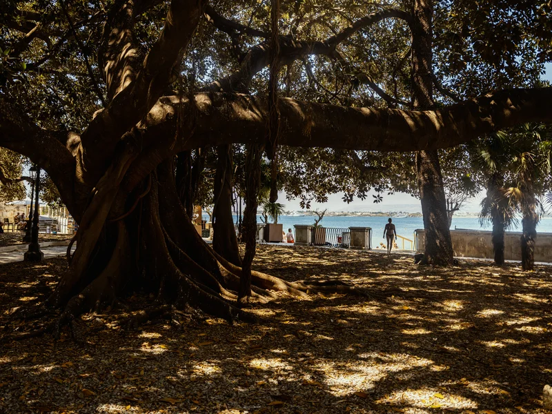 Large tree with sprawling branches casting shadows on a sunny beach promenade.